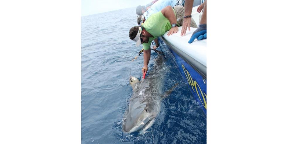 Sam Houston, a male tiger shark that was tagged by CSSC in August 2014